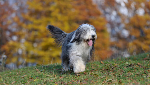 Bearded collie dogs long 2024 hair